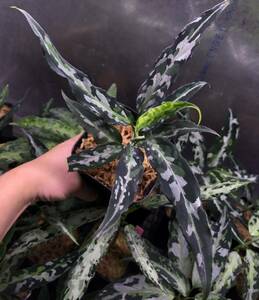 Aglaonema pictum ① アグラオネマ　ピクタム