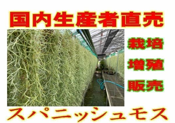 無農薬　生産直売　1束　120グラム　70㎝以上　国内栽培　太葉タイプ　ウスネオイデス　スパニッシュモス　エアープランツ Tillandsia 