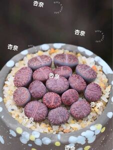 多肉植物 リトープス　紫石榴玉10玉
