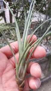 [ air plant ]chi Ran jia* goods kind unknown (ba ruby sia-na. distribution kind ). seedling 