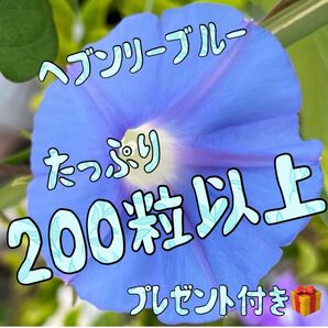 西洋朝顔　ヘブンリーブルー　たっぷり200粒以上！お好きな朝顔の種、プレゼント♪