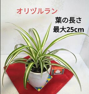 オリズルラン 斑入り 根付苗 繁栄 恋愛 仕事 美容運 観葉植物 オリヅルラン 園芸 寄せ植え 雑草予防 ガーデニング