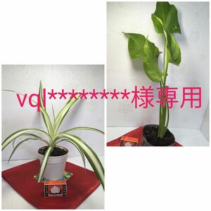 【vql********様 専用】おまとめ オリヅルラン カラー 観葉植物 花