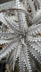 [Dyckia]ti Kia ('Silver Star Hybrid' × 'Red Ripper') × 'Samurai' sueb hybrid. АО 2024.06.01. брать 