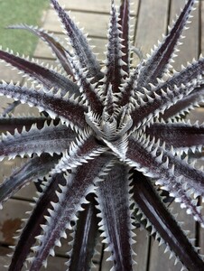 [Dyckia]ti Kia 'Antler' × 'Red Ripper'#D042 Sueb hybrid. АО 2024.05.019. брать 