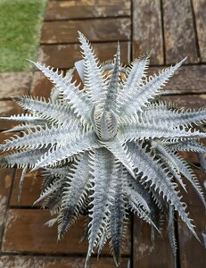 【Dyckia】ディッキア '（Ice × Bill Baker）× White Gold #SN060 Sueb hybrid 子株　2024.05.019 採取　ラスト株！