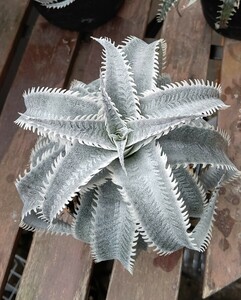 [Dyckia]Qdyckiati Kia marnier-lapostollei Red Clone × 'Sky Walker'. stock 2024.05.18. taking 