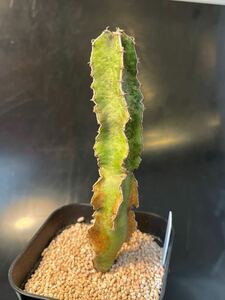 Euphorbia robecchii ユーフォルビア ロベッチー 実生苗 多肉植物