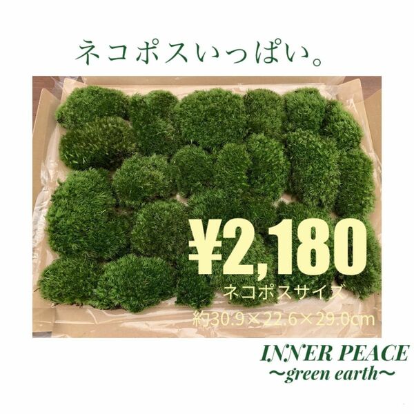 No.13 ヤマゴケ　ネコポスいっぱい　山苔　苔　天然苔　盆栽　庭苔　テラリウム　イモリウム　