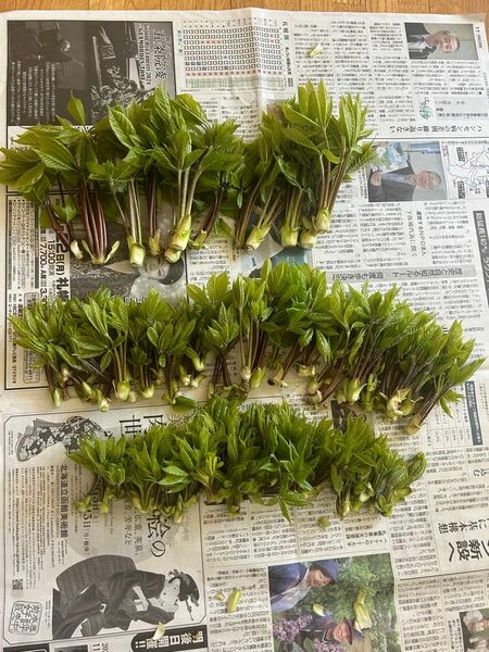 コシアブラ　北海道産　約230g 山菜　大中小