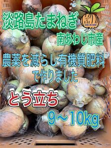 （立9）淡路島新玉ねぎ 南あわじ市産 訳あり とう立ち 9〜10kg