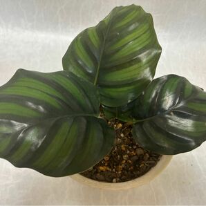 【観葉植物】カラテア ファッシアータ抜き苗1株