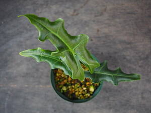 アロカシア ポルティ (Alocasia portei)