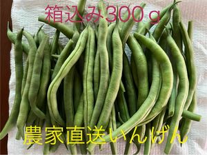 宮崎県産いんげん農家直送箱込み300ｇ