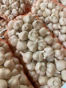 . peace 5 year Aomori prefecture production dry garlic Fukuchi white six one-side M 10kg germination equipped 