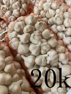 . мир 5 год Aomori префектура производство сухой чеснок Fukuchi белый шесть одна сторона M 20kg прорастание есть 