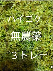 ハイゴケ　５トレー　苔玉　苔　苔リウム　苔テラリウム