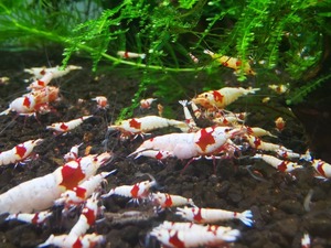 * Red Bee Shrimp 30 pcs * size approximately 0.8cm~ approximately 1.8cm