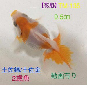 【花魁】TM-135 土佐錦/土佐金・2歳魚・9.5㎝《動画有り》