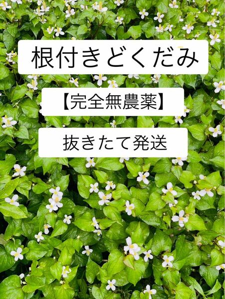 根付きドクダミ【完全無農薬】　20本