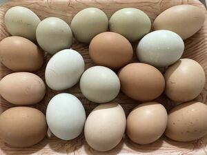 新鮮　にわとりの卵　10個　有精卵　鶏卵　平飼い