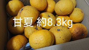 【1点限り】甘夏 箱込み約8.3kg まとめ売り 果物 