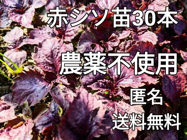 赤しそ苗　赤チソ苗　赤紫蘇苗　農薬不使用　匿名発送　送料無料　30本＋α