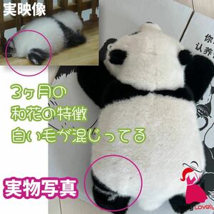  Panda soft toy l China popular No.1 3 months. real peace flower Fafa -l silicon nail & nose soft wool 