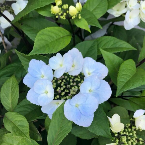 紫陽花　挿し穂5本 常緑冬アジサイ　黒軸　冬紫陽花