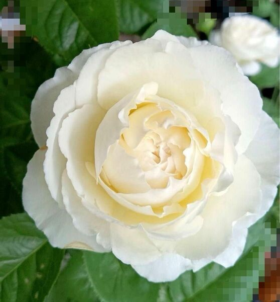 バラ苗　クリームホワイト　カップ咲き
