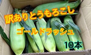 収穫日即日発送　朝採り　訳ありとうもろこし　ゴールドラッシュ　新鮮　10本　Lサイズ〜