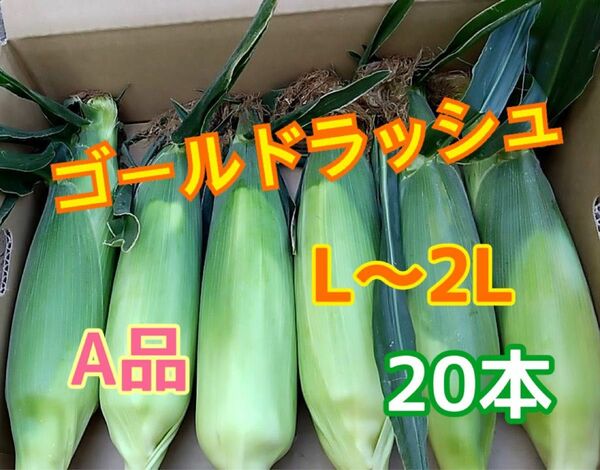 収穫日即日発送　朝採りゴールドラッシュ　A品　とうもろこし　20本 L〜2L