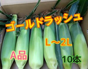 タイムセール限定価格　商品詳細必読　6/7朝採りゴールドラッシュ　A品　とうもろこし　10本 L〜2L