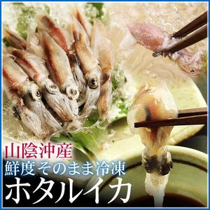 即決【】ホタルイカ2024年新物 3kg(500ｇ× 6p)【冷凍】鳥取県産ほたるいか蛍烏賊/他同梱不可