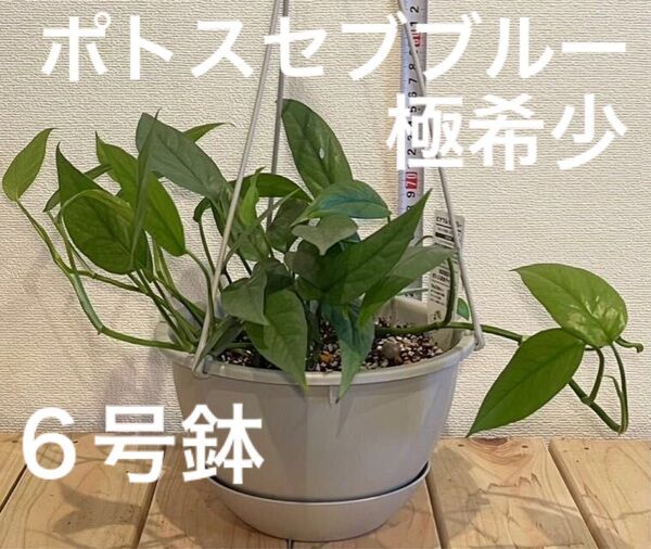 【激レア美品】エピプレムナム セブブルー【現品鉢ごと・タグ付き】