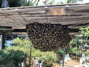 日本蜜蜂 ニホンミツバチ にほんみつばち 手渡しのみ 愛知県北部