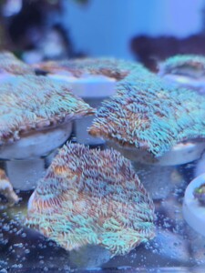 sikoro coral approximately 3cm angle poly- pba mackerel sa