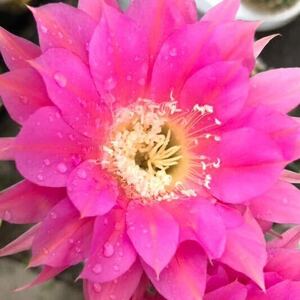 花サボテン 多肉植物 ロビプシス 1株 ピンク花 サボテン ①