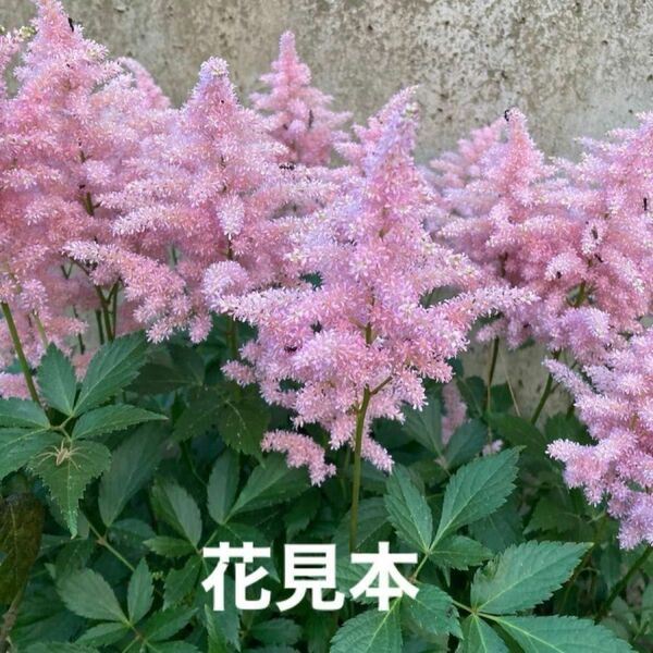 ⑥アスチルベ薄いピンク色　苗