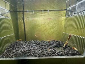 {.- rin ..}[ the first ..] red Galaxy fish bo-n2024.. aquarium from ... set (. put on guarantee none )