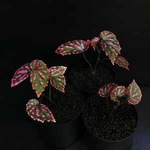 3株　ベゴニア ネグロセンシス　Begonia negrosensis 　検索【原種ベゴニア パルダリウム　テラリウム　熱帯植物　植物　】