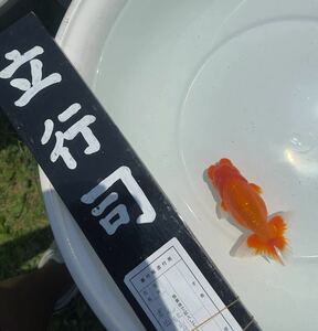  bear .. fish place *.. Chan golgfish * two -years old fish . line . acquisition fish 