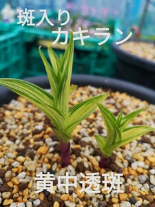 【山野草】　ラン　斑入り　黄中透け　カキラン　１２cmＰ　１芽　１P