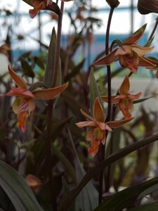 【山野草】　ラン　斑入り　カラス葉　カキラン　青森県龍飛産　１２cmＰ　１、５芽　１P