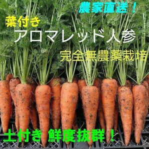 アロマレッド人参 完全無農薬栽培 コンパクト箱いっぱい！ 葉付き にんじん 野菜