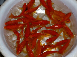  free shipping * large . goldfish ( small Japanese wakin ) 8-9cm 50 pcs set 