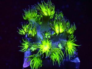 【美ら海】★大感謝祭★爆咲き★　ハナガササンゴ　『Yellow Green goniopora 』　【coral】【サンゴ】