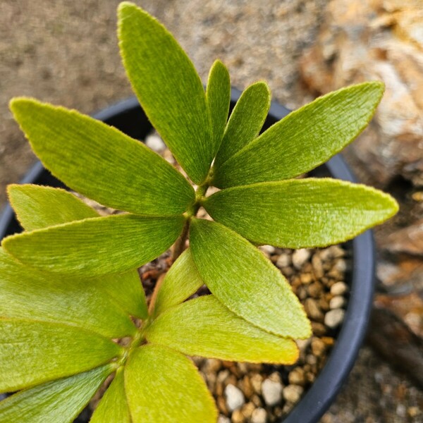 Zamia furfuracea　ザミア　フルフラセア散り斑　斑入り