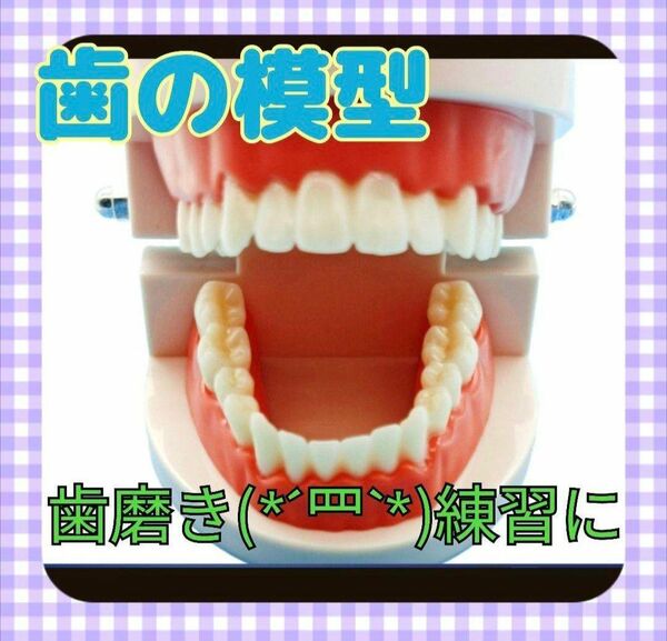 デンタル 歯の模型 歯科 知育 歯並び 知育玩具 歯 歯磨き　ブラッシング