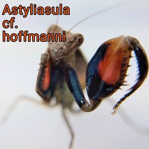 Astyliasula cf. hoffmanni (ボクサーマンティスの一種) 2齢幼虫5匹 カマキリ マンティス